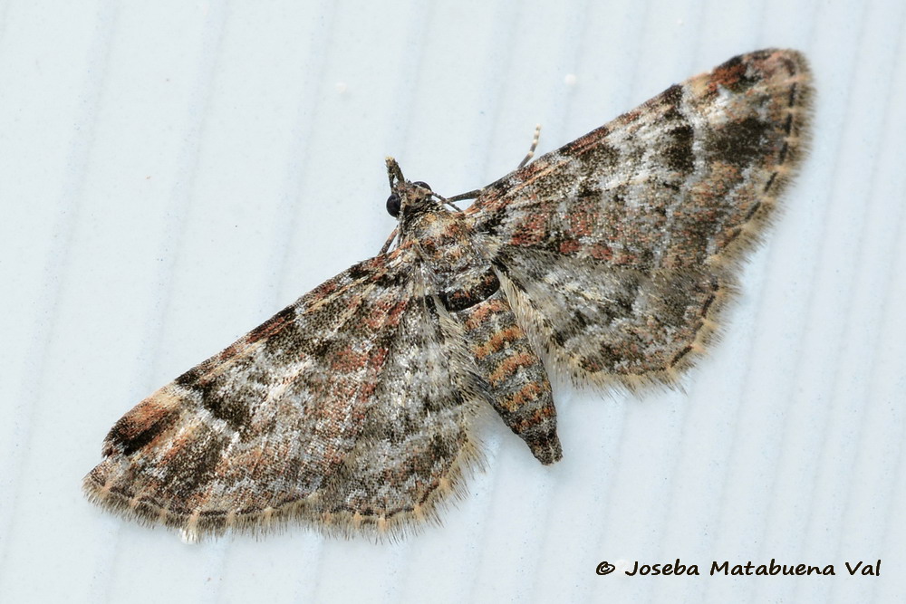 Eteroceri del mese di aprile, dal confino